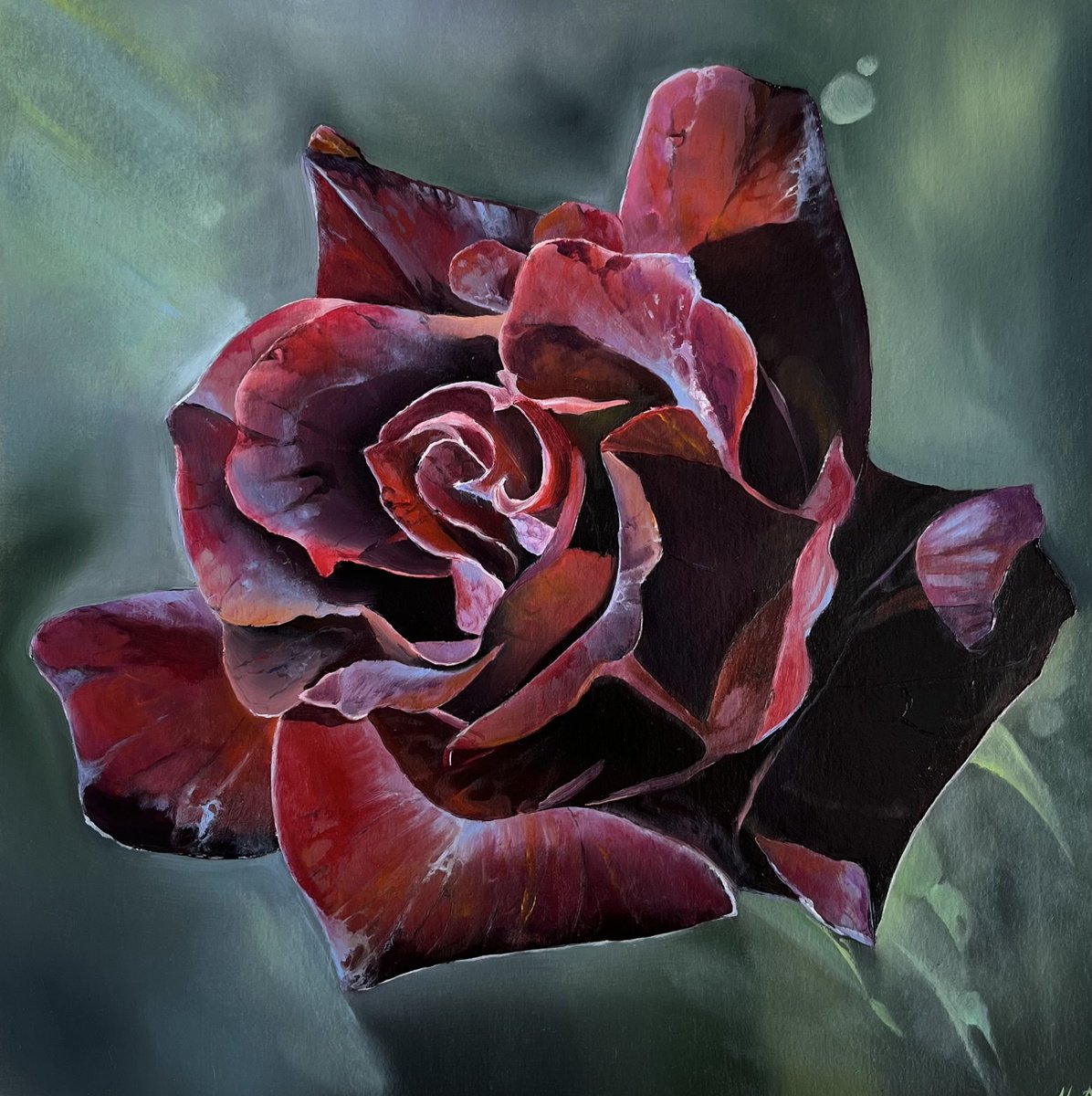 Photorealistic Botanical Oil Painting By Myroslava Denysyuk, 12 X 12", Burgundy Rose, Original Artwork
