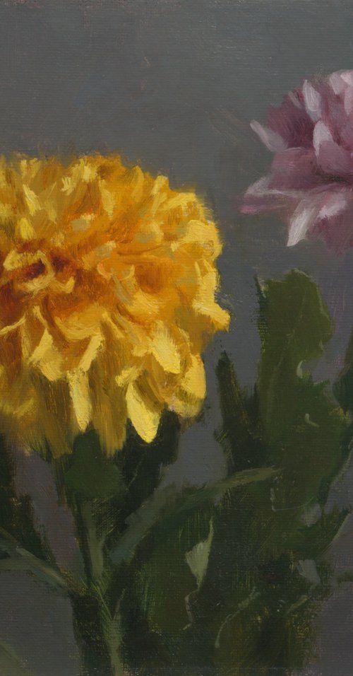 Chrysanthemums by Daniel Thoms