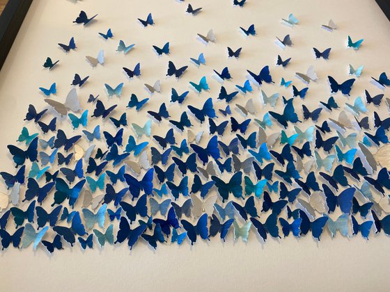 Butterflies - a study in blue