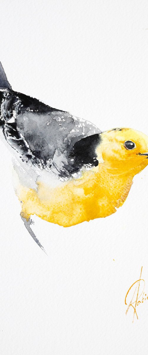 Citrine Wagtail by Andrzej Rabiega