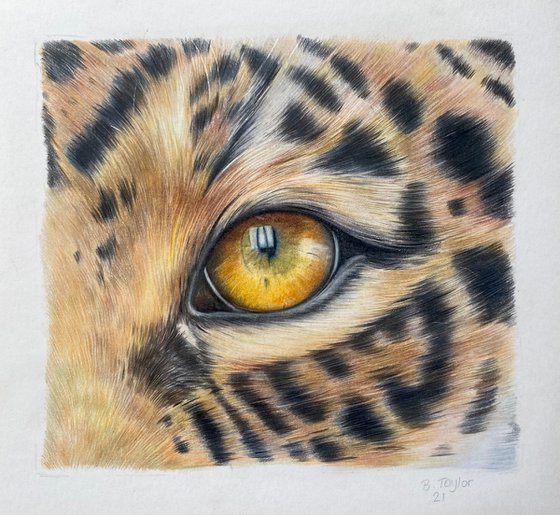 Jaguar eye study