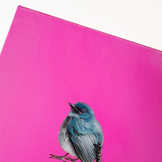 Pink Robin