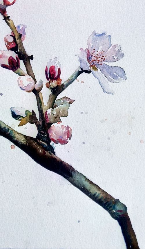 Almond blossoms by Alexandra Bari