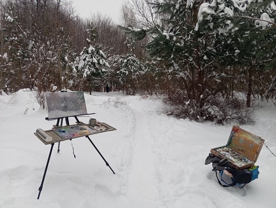 Snow-covered pine trees in Kuzminki Park
