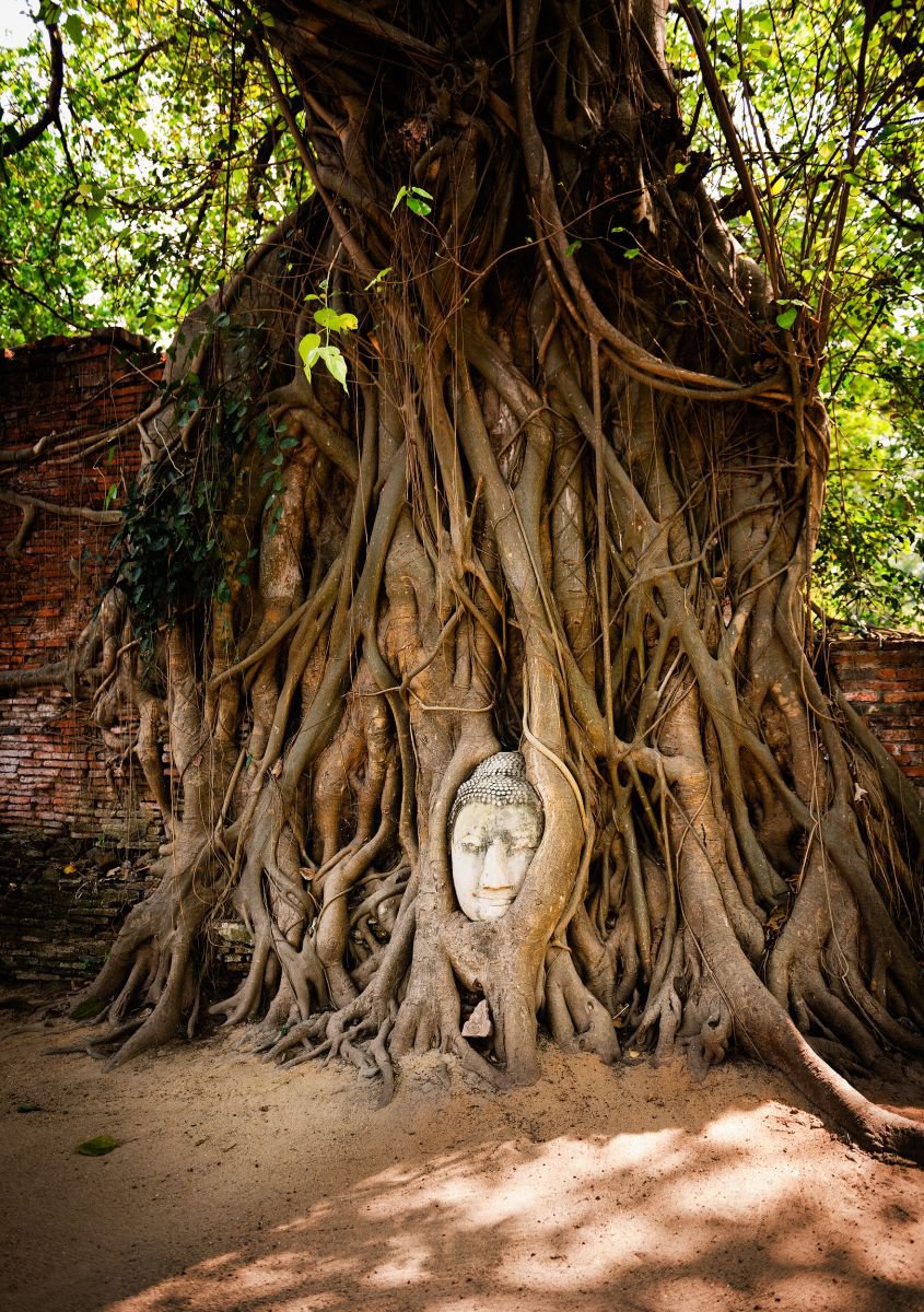 Embraced Buddha Head, Ayutthaya. (42x59cm) by Tom Hanslien