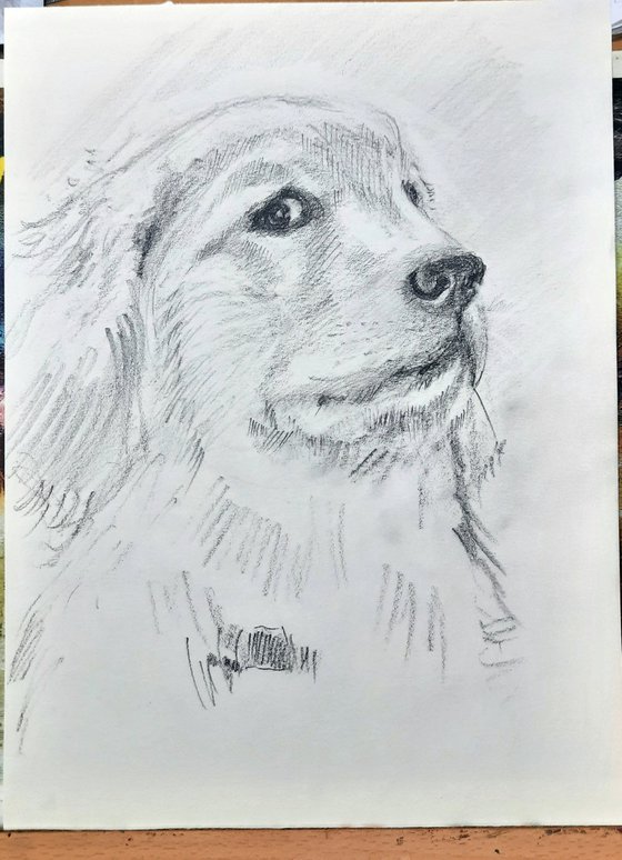 Labrador - The guilty look - Pet Dog sketch