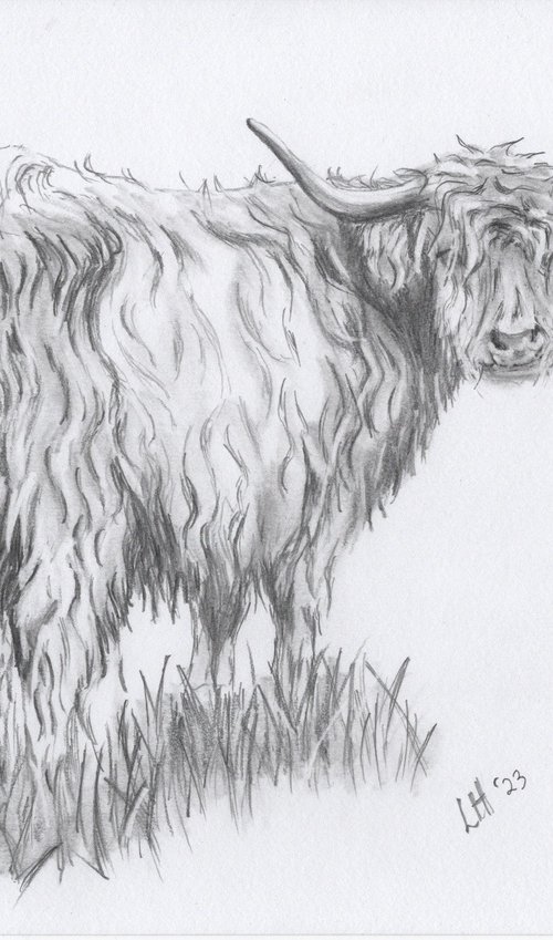 Highland Cow by Linda Hoyle