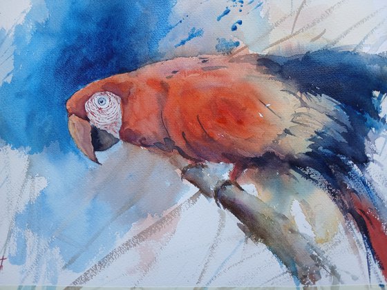 parrot 19