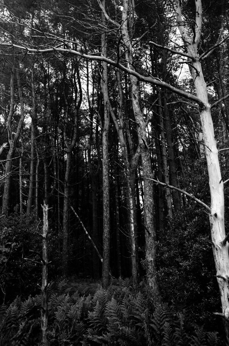 Photorealistic Landscape Photograph By Justice Hyde, 20 X 28", Northern Woods 12 - Unmounted, Original Artwork