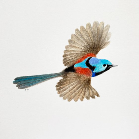 Variegated Fairy-wren