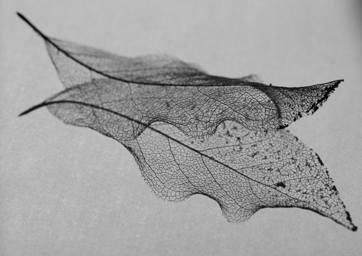 Photorealistic Botanical Photograph By Charles Brabin, 17 X 12, Skeleton Leaf Ii, Original Artwork