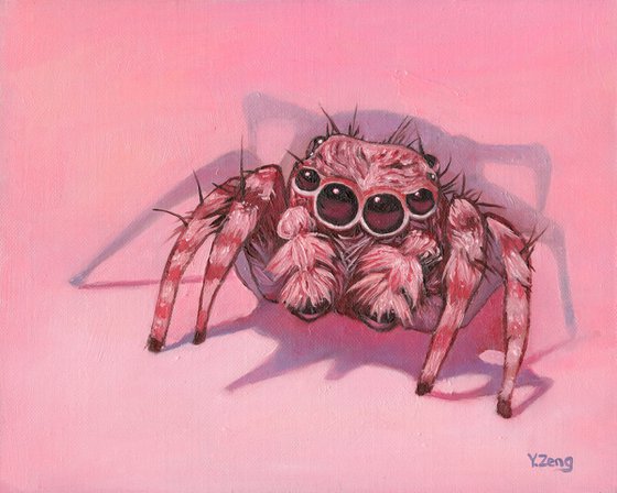 Pink jumping spider