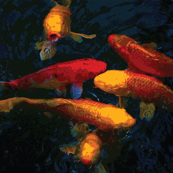 Koi Carp 3