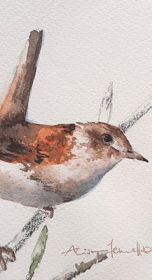 Russet Wren - Original Watercolour Painting by Alison Fennell