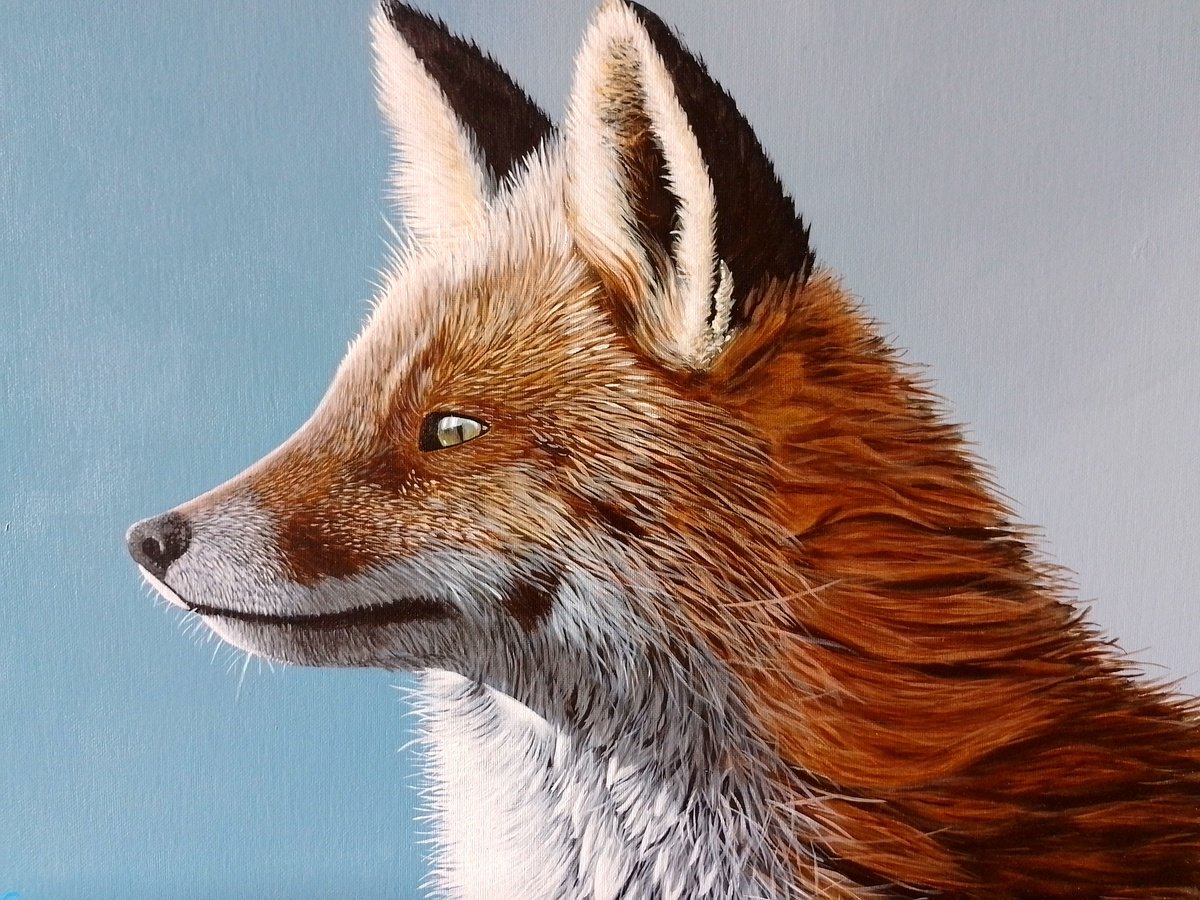 Fox in colour by Barry Gray