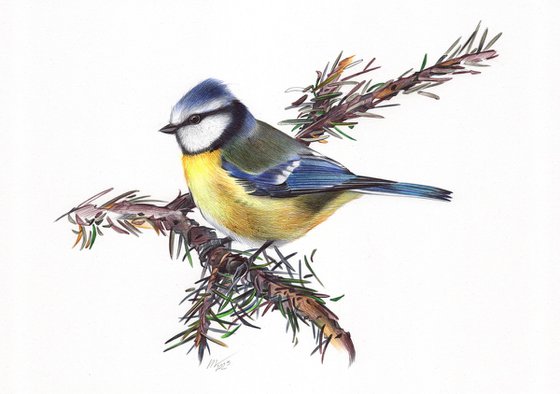 Eurasian Blue Tit