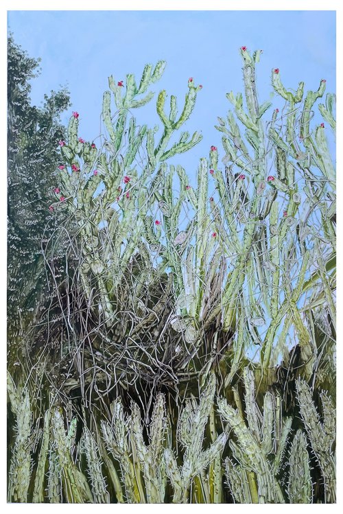 Cactus thickets by Maija Nochevnaya