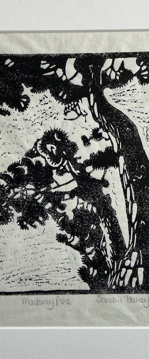 Monterey pine by Sandra Haney