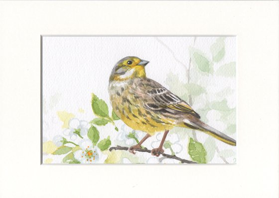 Spring is coming - Bunting bird