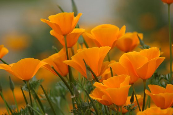 Californian poppy