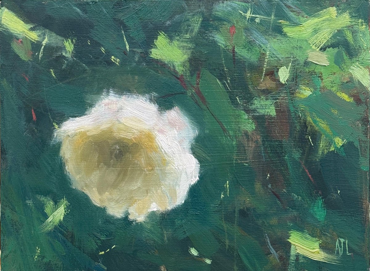 A White Rose By Alex James Long, 9 X 7, Artwork For Sale On Artfinder