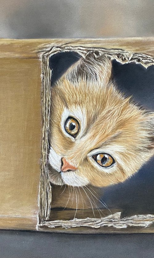 Cat in a box by Maxine Taylor