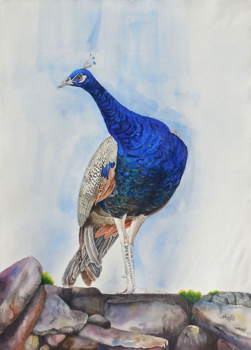 Peacock perched on rock by Shweta  Mahajan