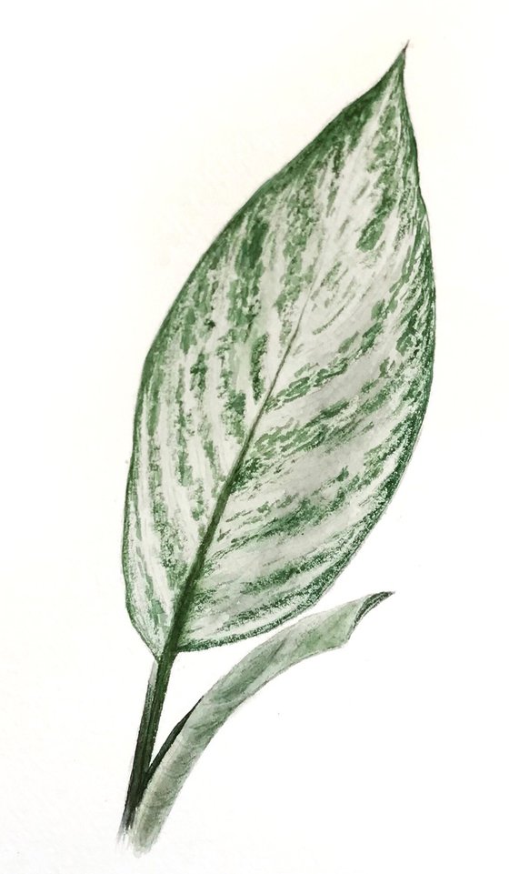 Aglaonema