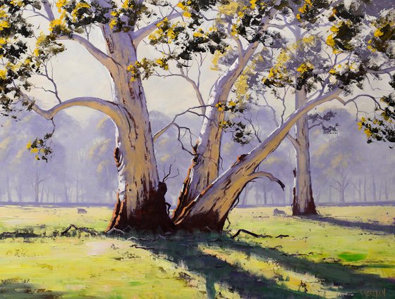 Australian Eucalyptus trees
