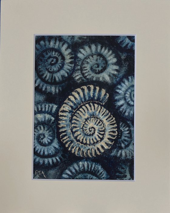 Ammonites I