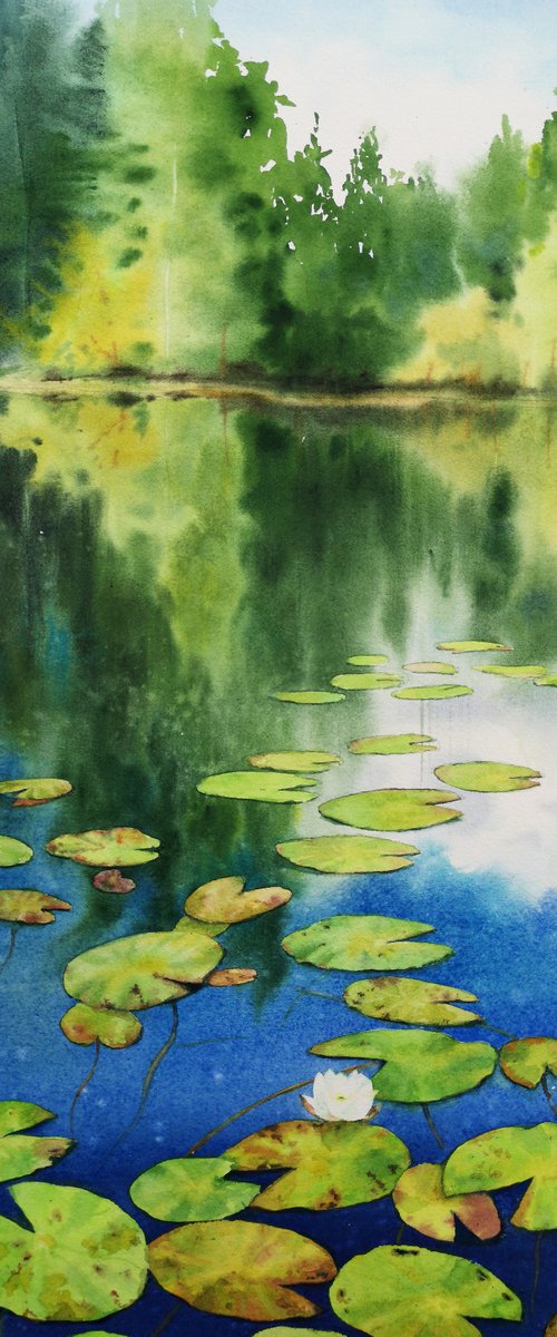 Lily Pad - Water Lilies - Lily by Olga Beliaeva Watercolour