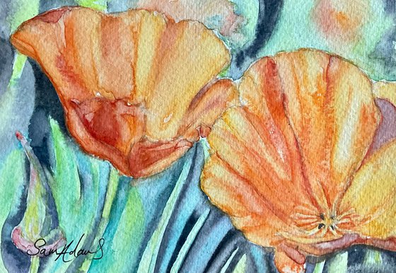 Californian poppies