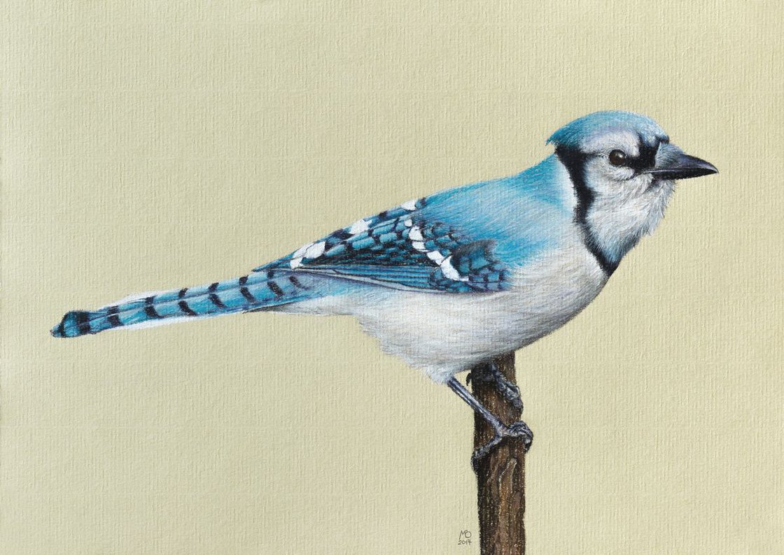 Original Pastel Drawing Blue Jay Pastel Drawing By Mikhail Vedernikov Artfinder