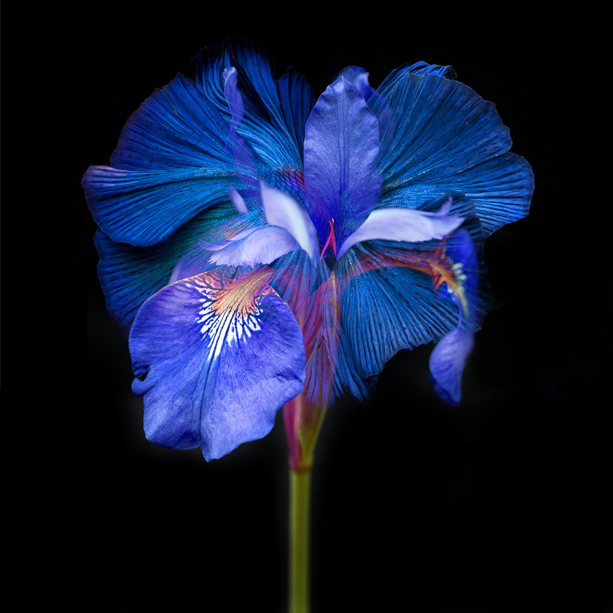 Surrealistic Photograph , Kaleidoscope 8 By Michael Filonow, 32 X 32, Artwork For Sale On Artfinder
