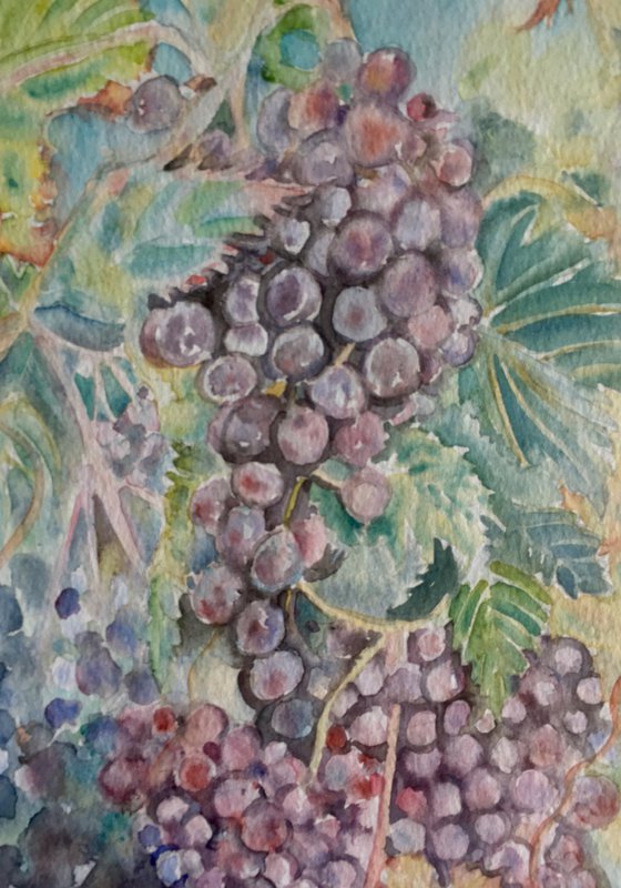 Italian red grapes
