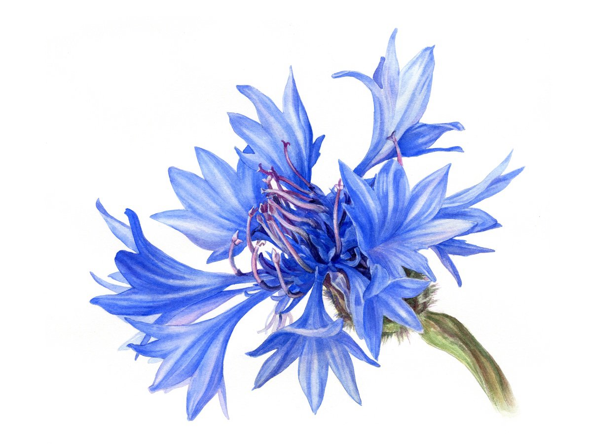 Photorealistic Botanical Watercolour By Svitlana Lagutina, 16 X 12", Cornflower, Botanical Illustration, Original Artwork