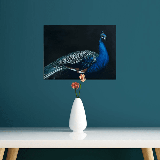 Midnight Azure: The Majestic Peacock