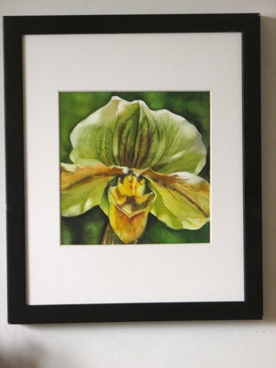 a painting a day #49 "green ladyslipper orchid"