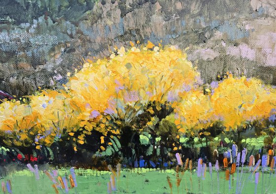 Where Mimosas Bloom