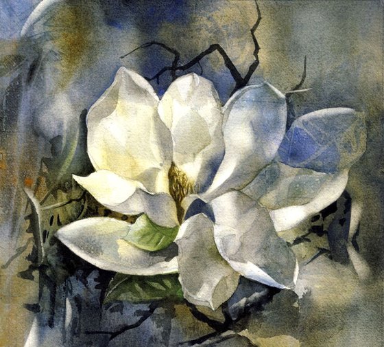 Evening magnolia