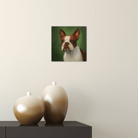 Original oil painting of Boston terrier.