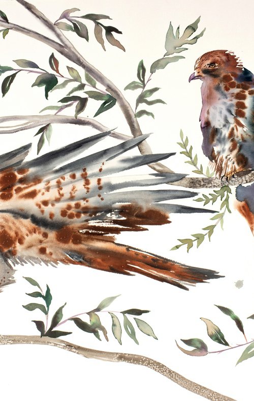 Red-Tailed Hawks No. 2 by Elizabeth Becker