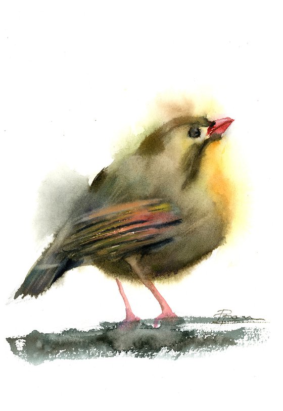 Red-billed leiothrix