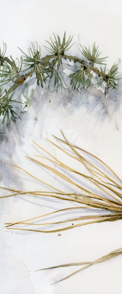 Still life with a branch of cedar. #2. Details of nature by Tatyana Tokareva