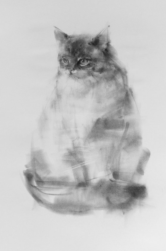 Portrait Of a Ragdoll Cat 2