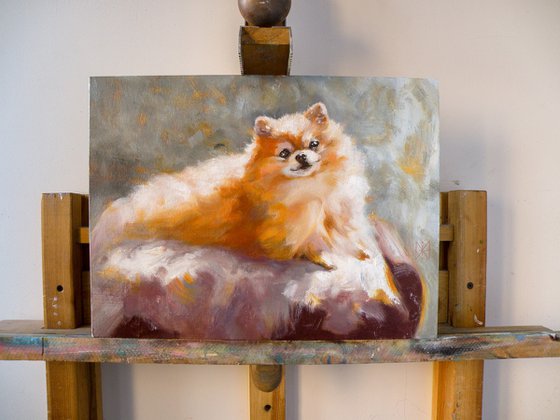 Portrait of a pomeranian