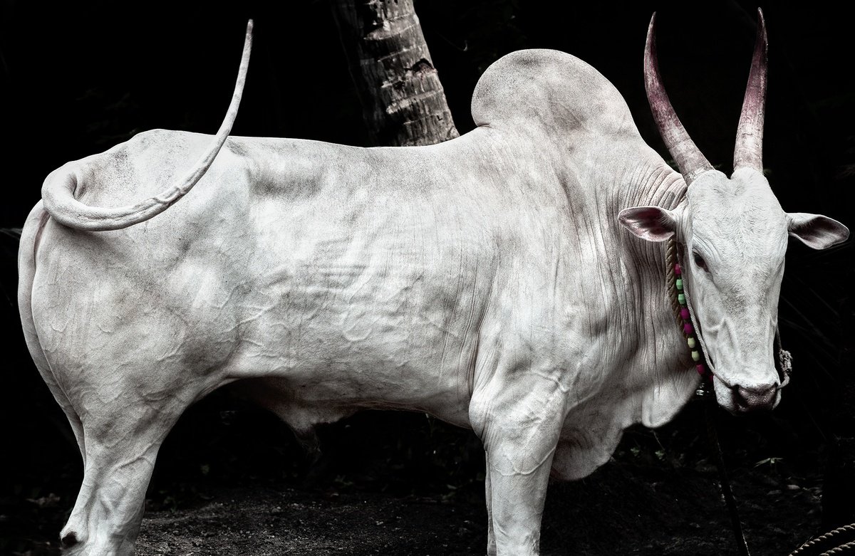 Photorealistic Animal Photograph By Adam Regan, 36 X 24, Brahminy Bull, Original Artwork