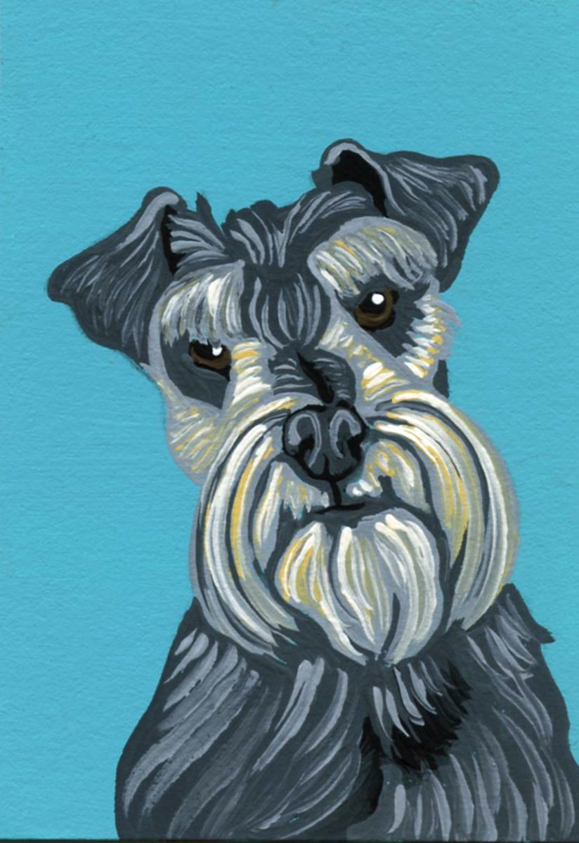 Grey Schnauzer Pet Dog by Carla Smale