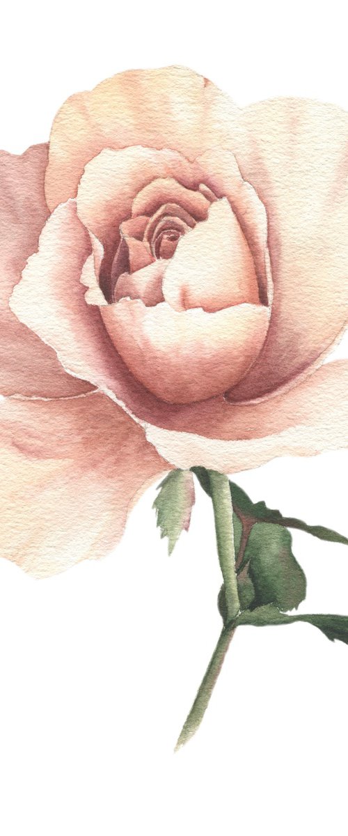 Peach Rose watercolor by Alona Hrinchuk