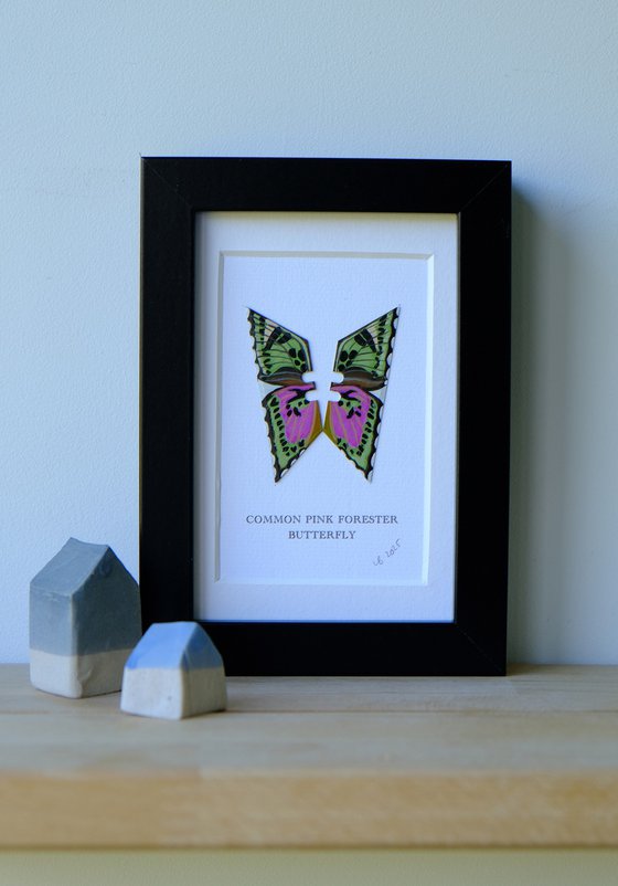 Common Pink Forester